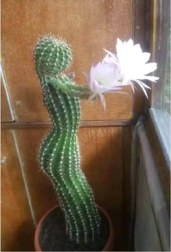 Неземная красота