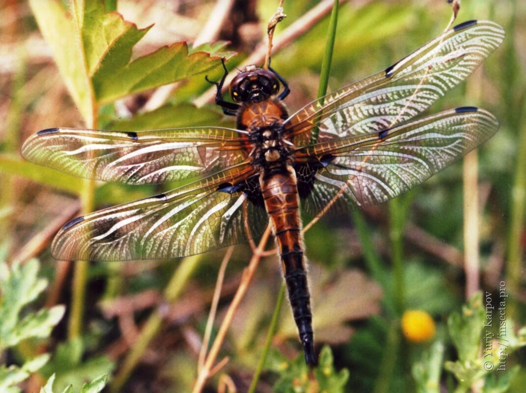 ❤️ ЗЕРКАЛЬНЫЙ  АКРОСТИХ