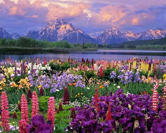 Легенда-сказка о семи цветах