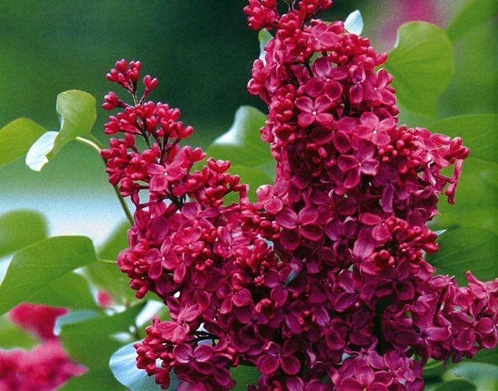 Парень Сирень