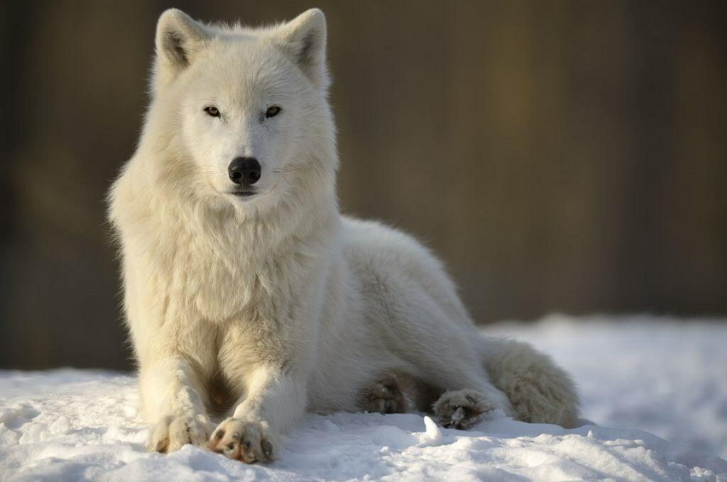 северный волк