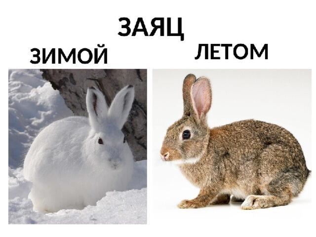 Про зайца