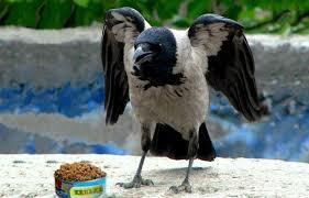 Ворон был хитёр - мудёр...