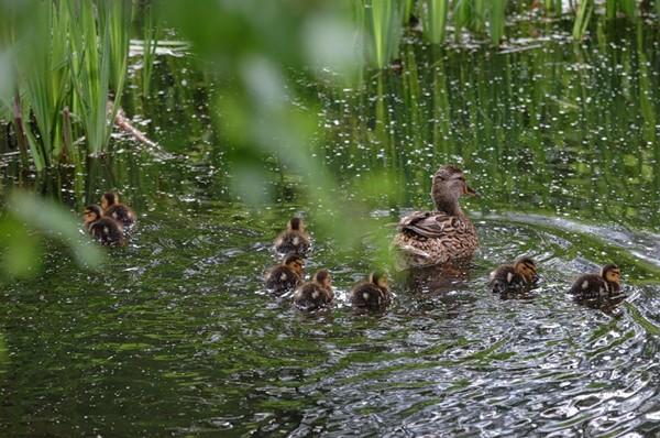 Природа свежести полна...