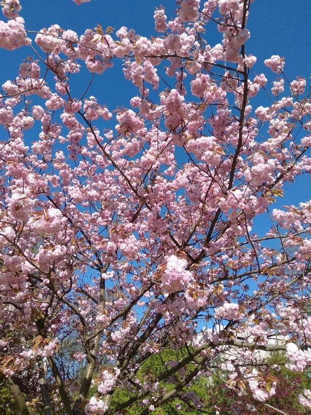 Опять весна!