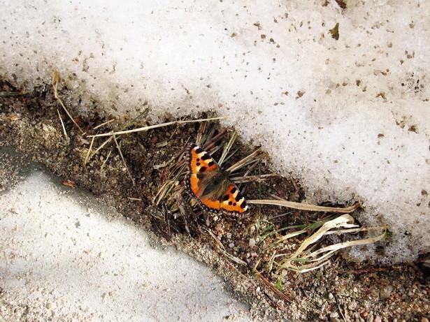 В СЛАВЕ ЗВЕЗДНОЙ ЗАРИ......