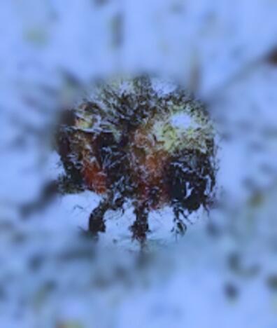 Дедал окончание