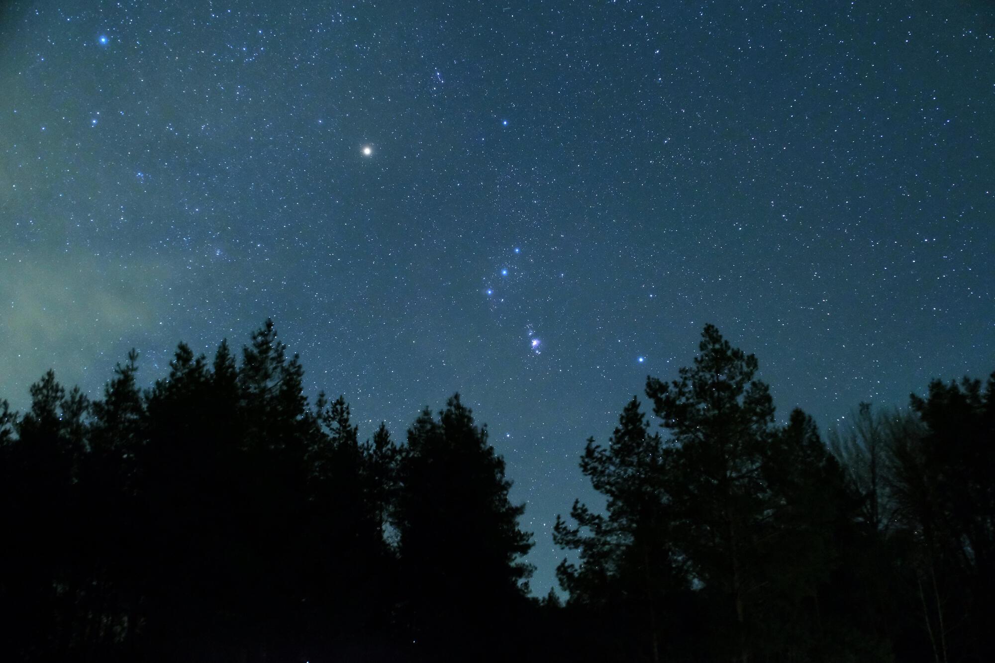 золотили звёзды кроны