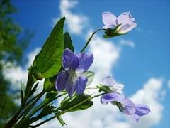 Вестник весенний