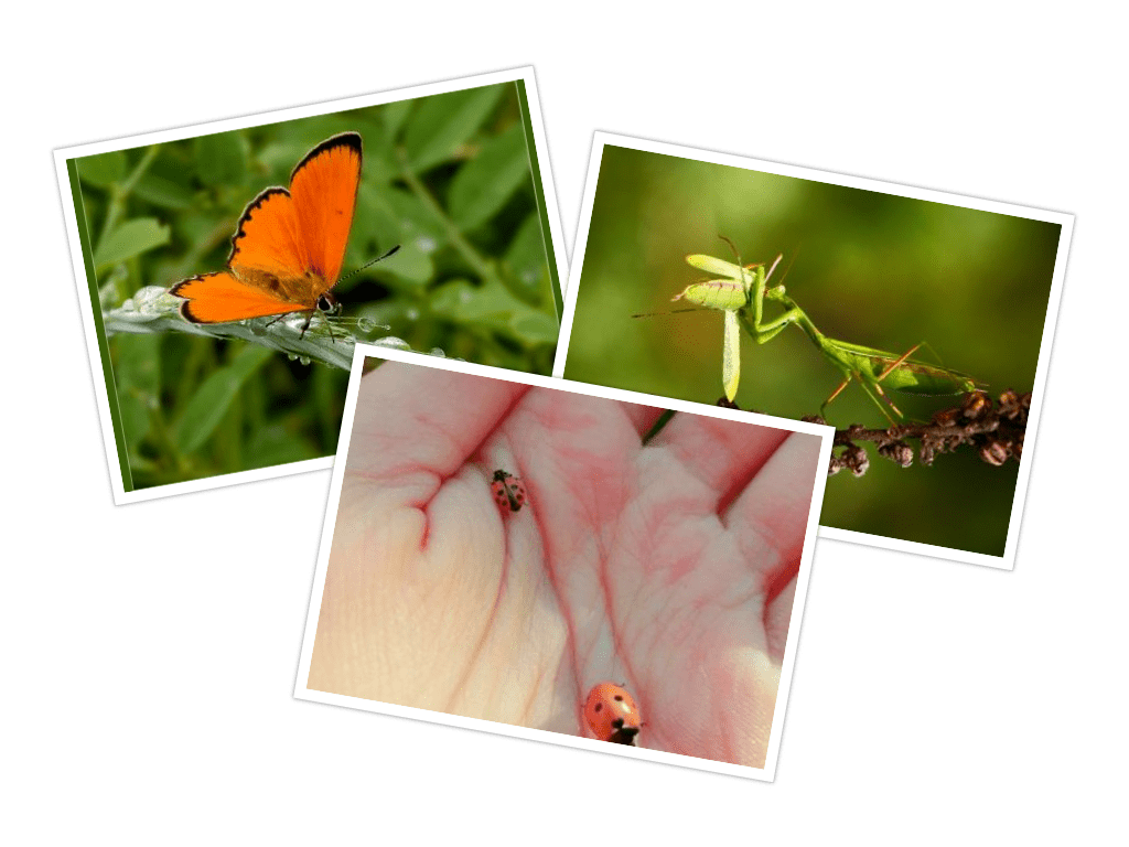 Про насекомых