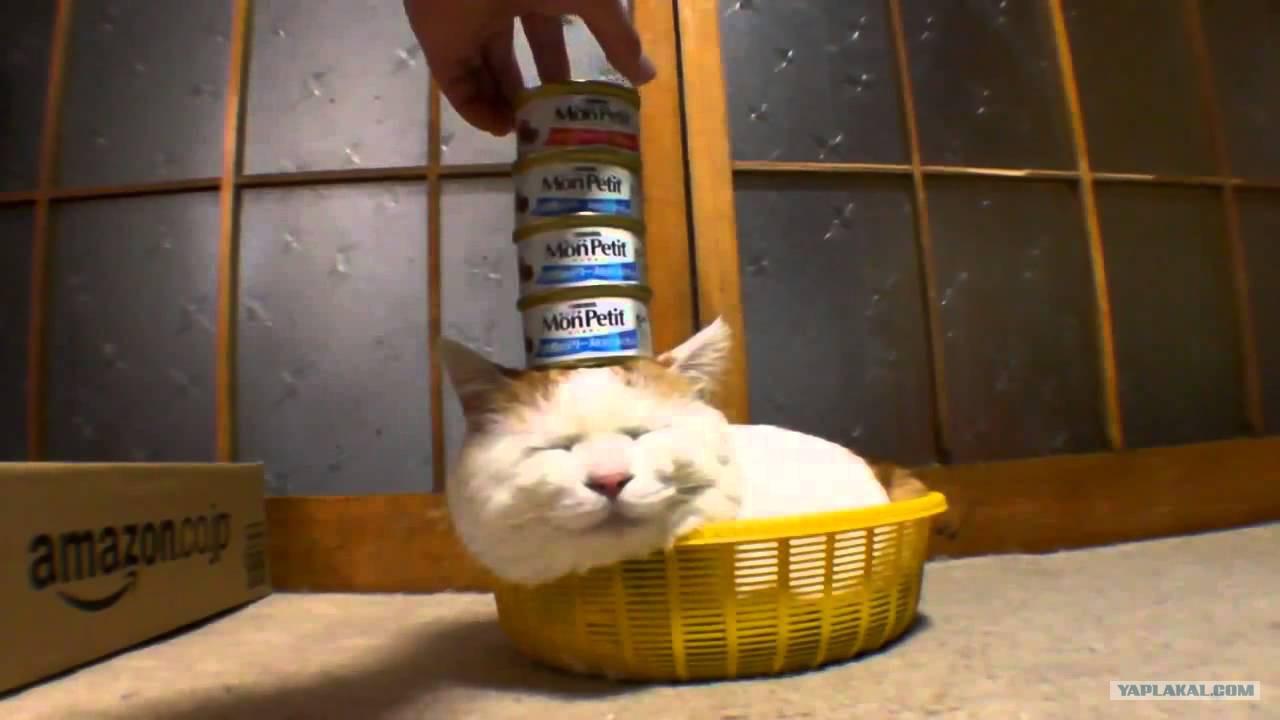 Современнику