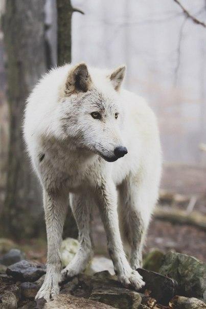 Трое волков