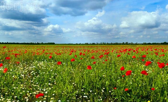Слідом за вітром