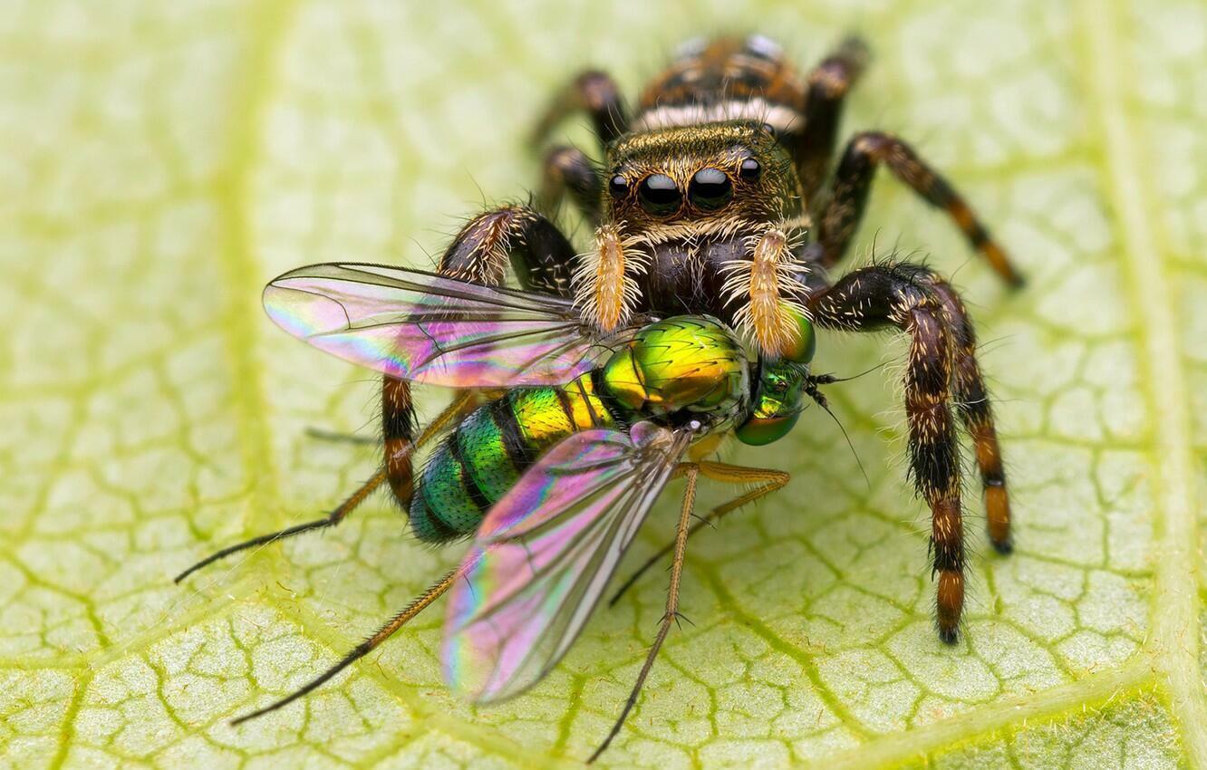 КТО СИЛЬНЕЕ ТЕ И ПРАВЫ - (мир насекомых)