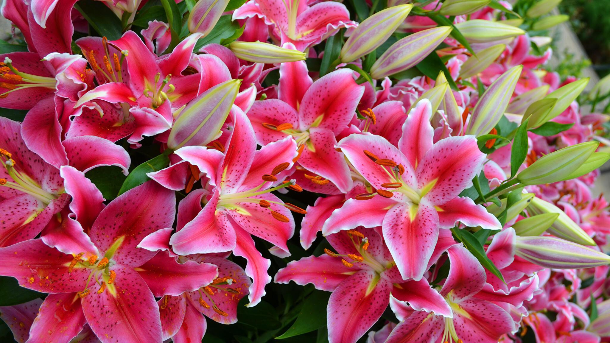 ДЕВИЦА СКОРО ОТЦВЕТЁТ