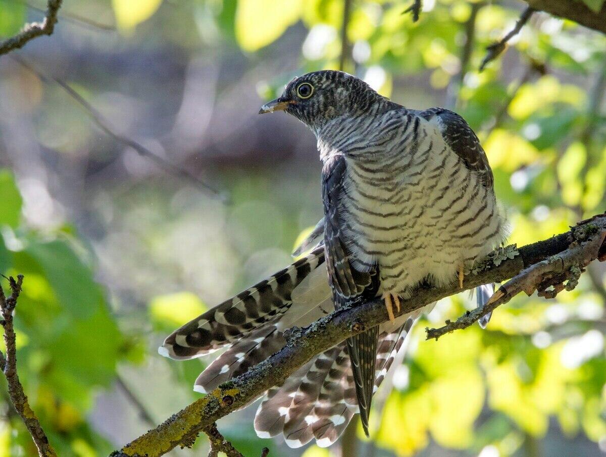 Нагадай, кукушечка...