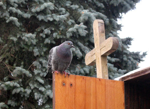 КРОВАВАЯ ПТИЦА ,, МИРА ,,...