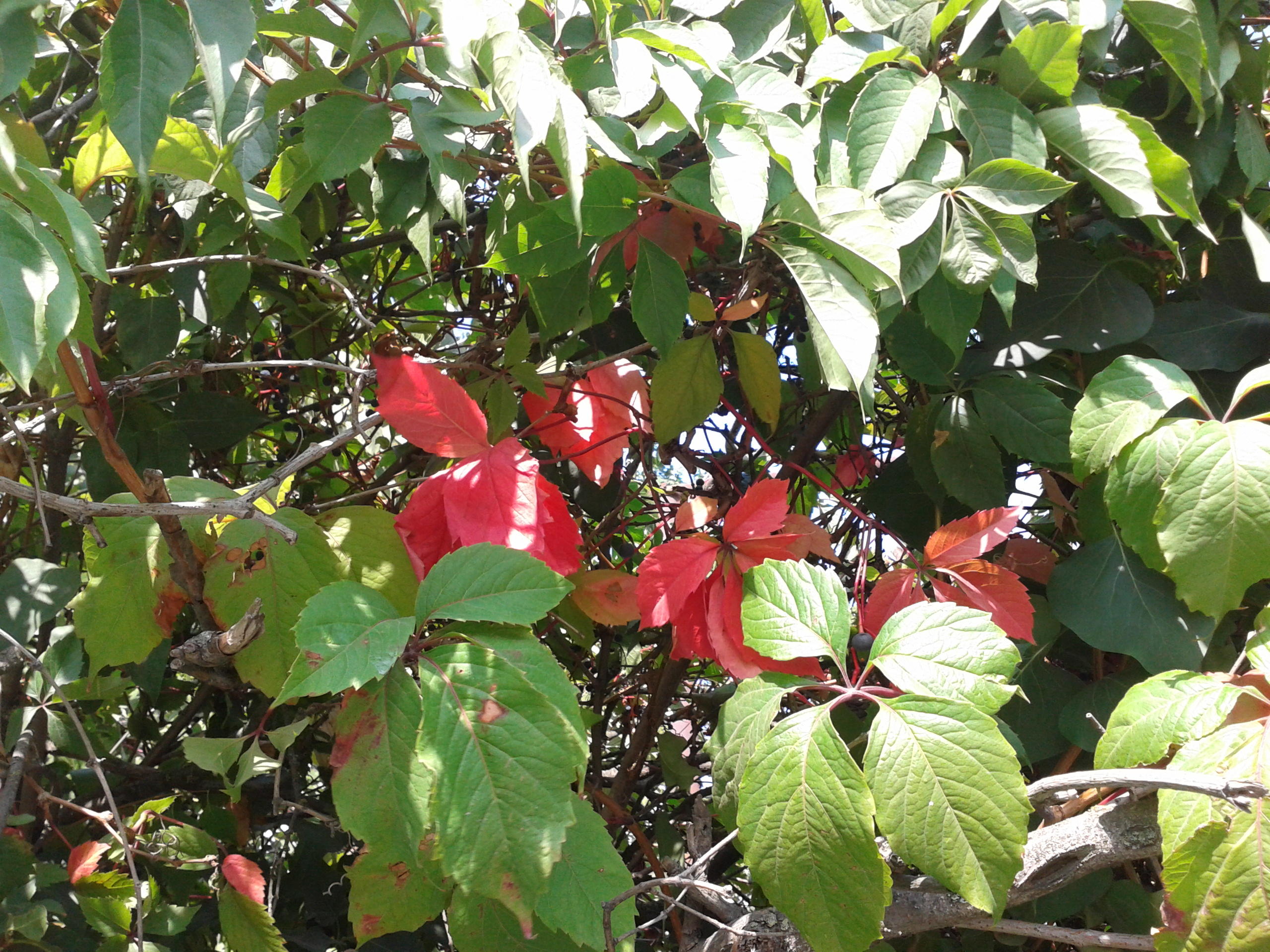 В августовском саду...