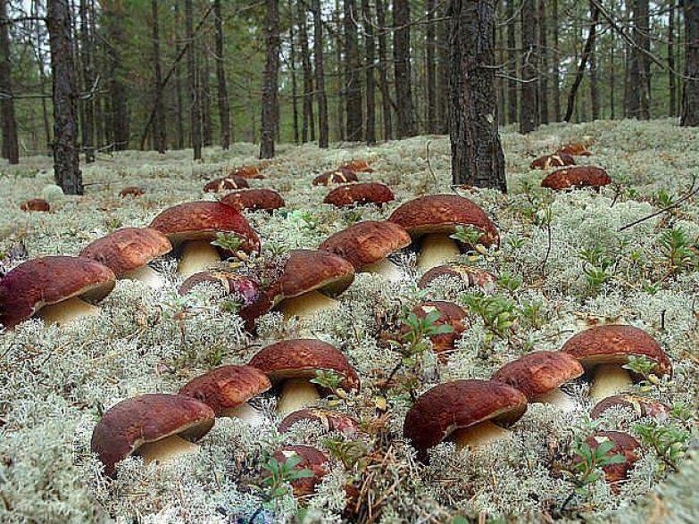 Лесной аромат. Из школьных сочинений