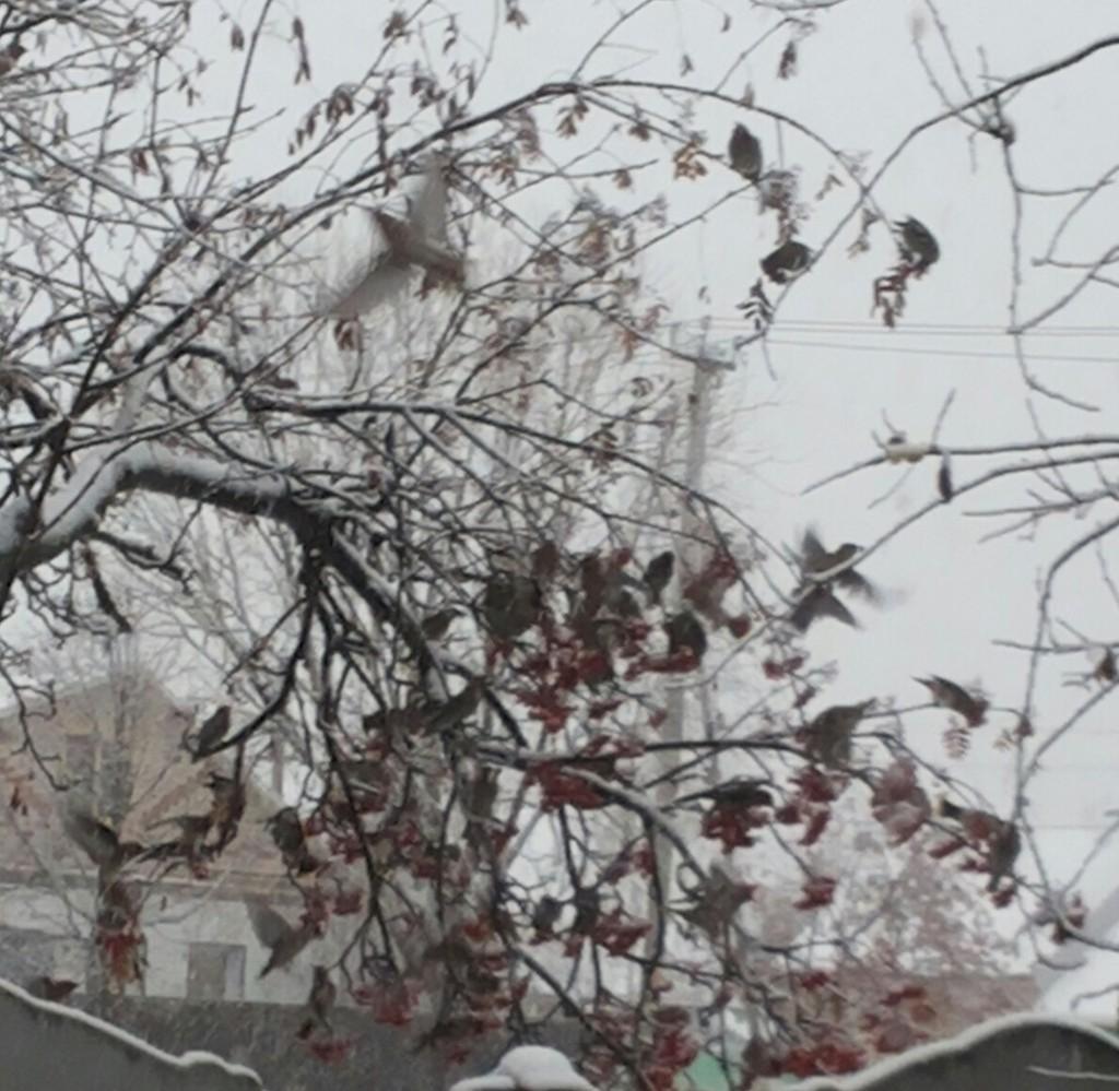 Один из дней...