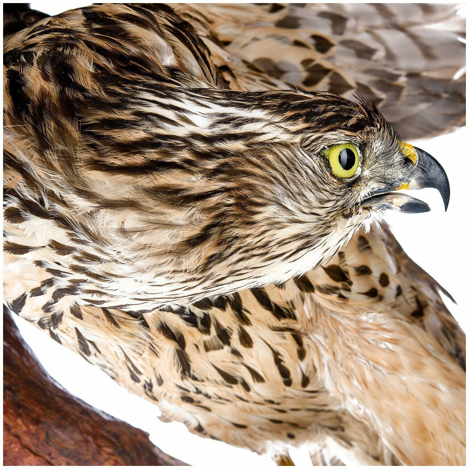 ТЫ  ЛЕТИ  МОЙ  СОКОЛ  ЯСНЫЙ