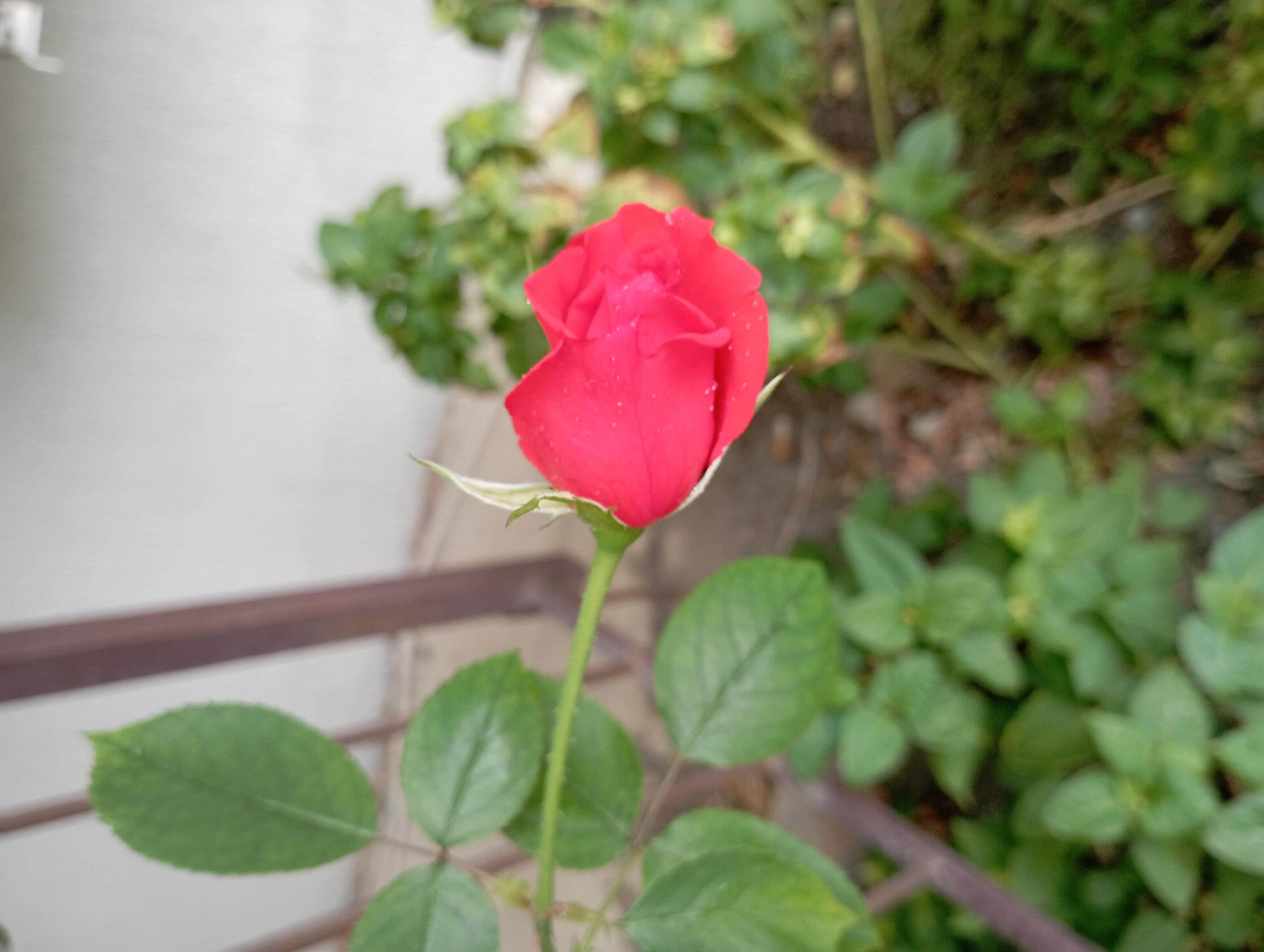 Весенний калейдоскоп. С добрым утром!