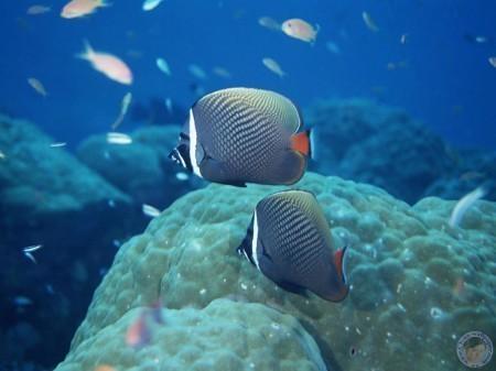 ВОВКА НА МОРЕ (детское)