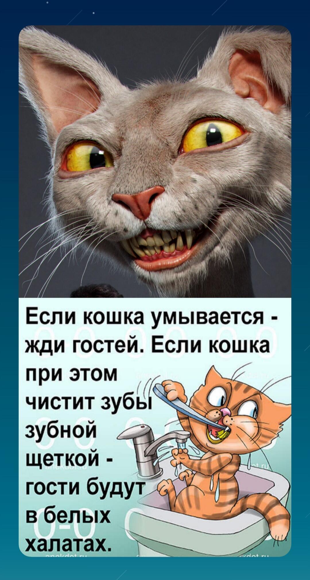 Подмигнула кошечка...