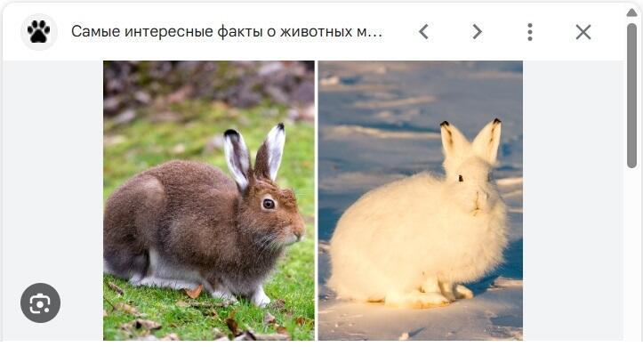 Зимой заяц белый...