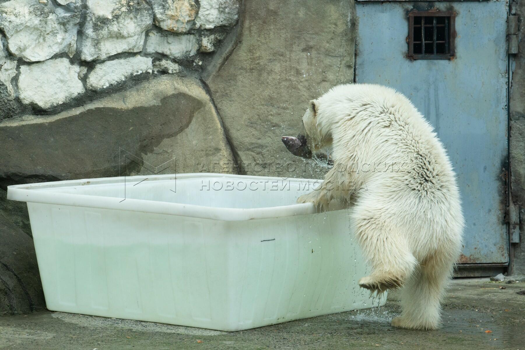 Ответ поэту - Медведь Белый - ЗАХОТЕЛОСЬ