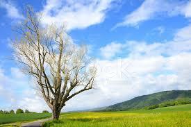 ТОПОЛЬ ОДИНОКИЙ