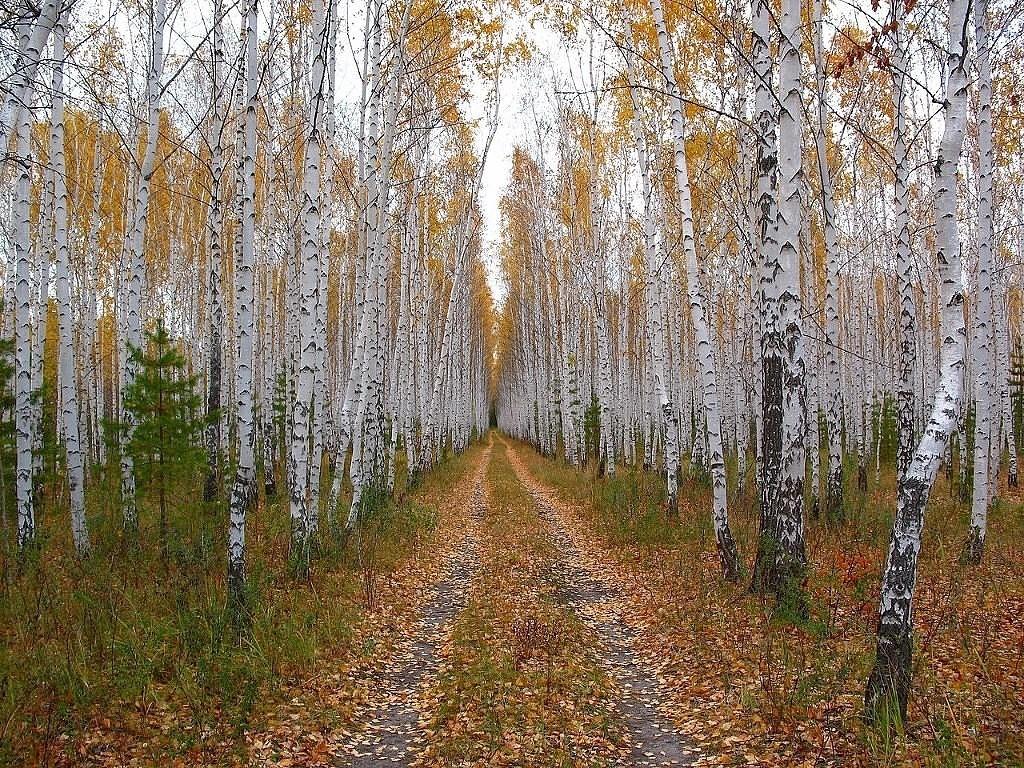 Я прошу тебя, Русь (песня)
