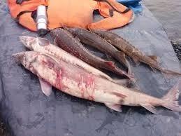 Обращение к одноразовому рыбаку браконьеру Красно Белый
