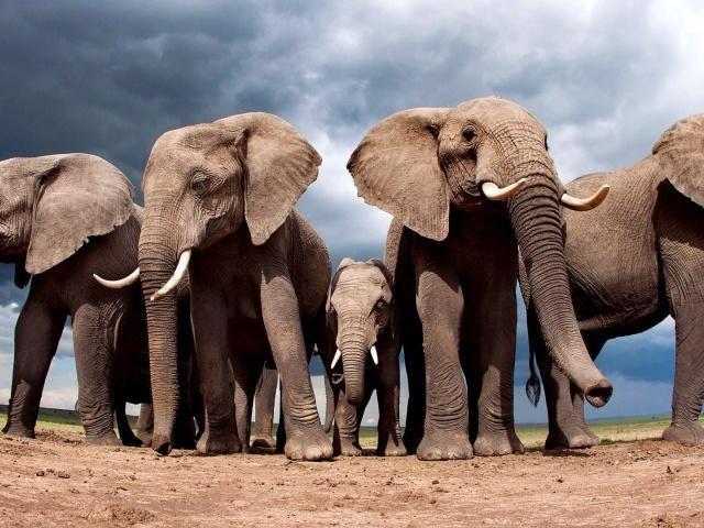 Слоны и Червяк...