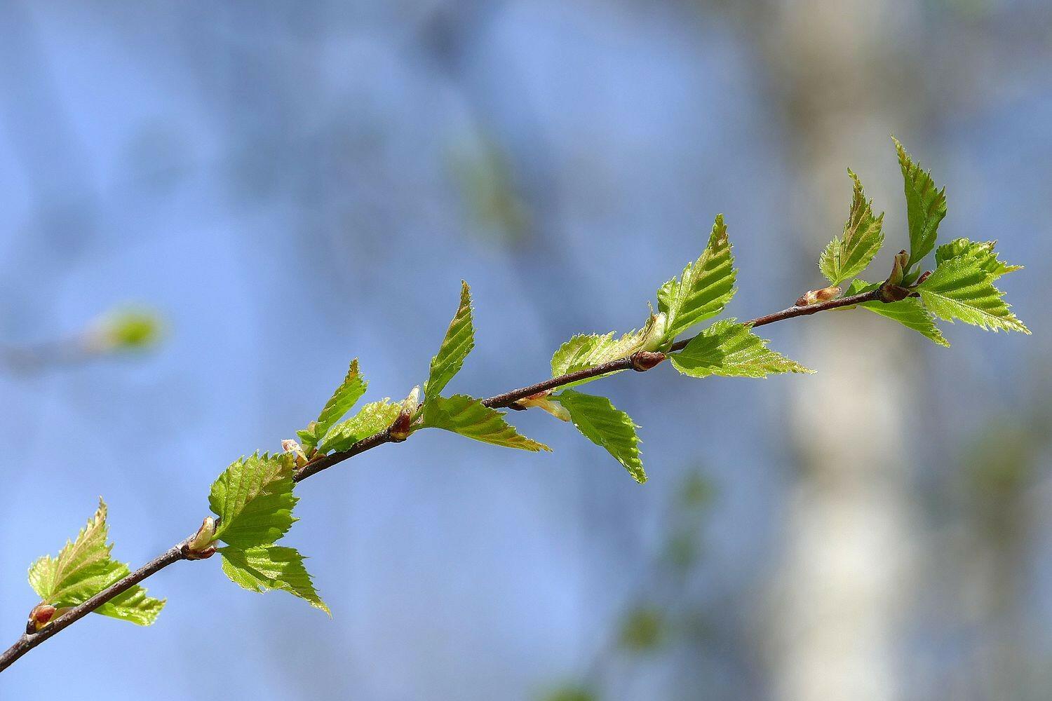 Весенний благодень...