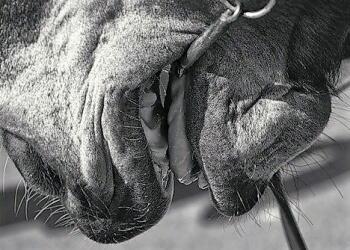 Закусив удела