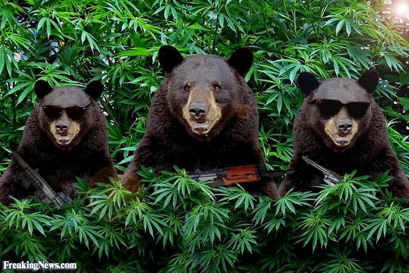 Поле марихуаны охраняли медведи какие наркотики используешь ты