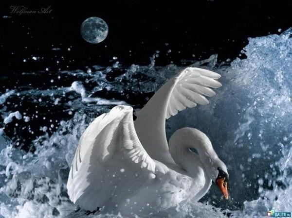 Белая лебедь