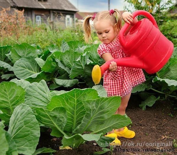 Расти, капуста!