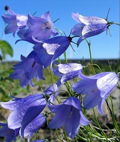 Колокольчики