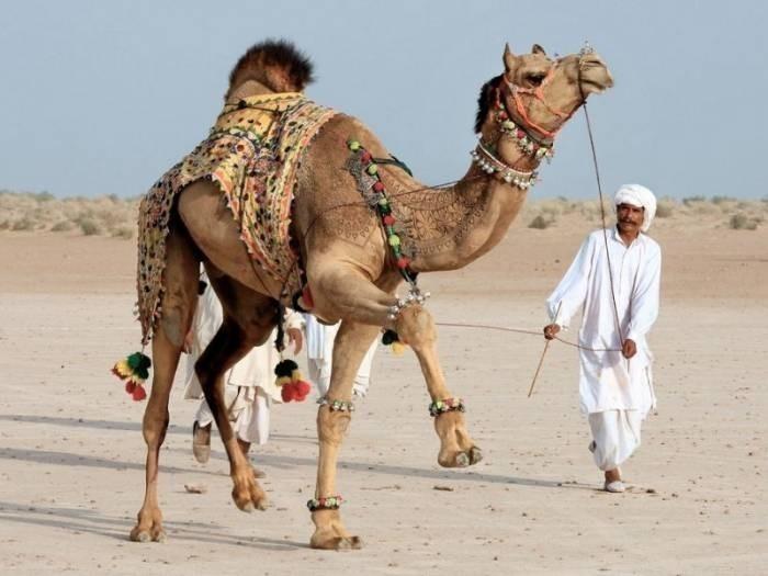 Белая верблюдица. Часть 6.