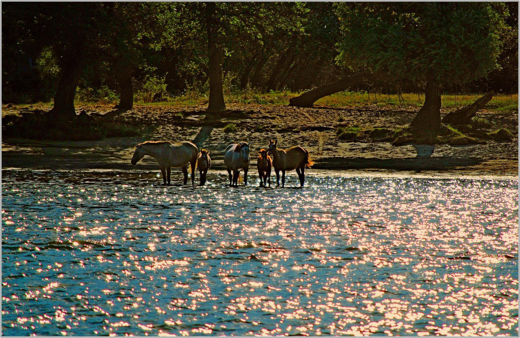 Наблюдение на заре