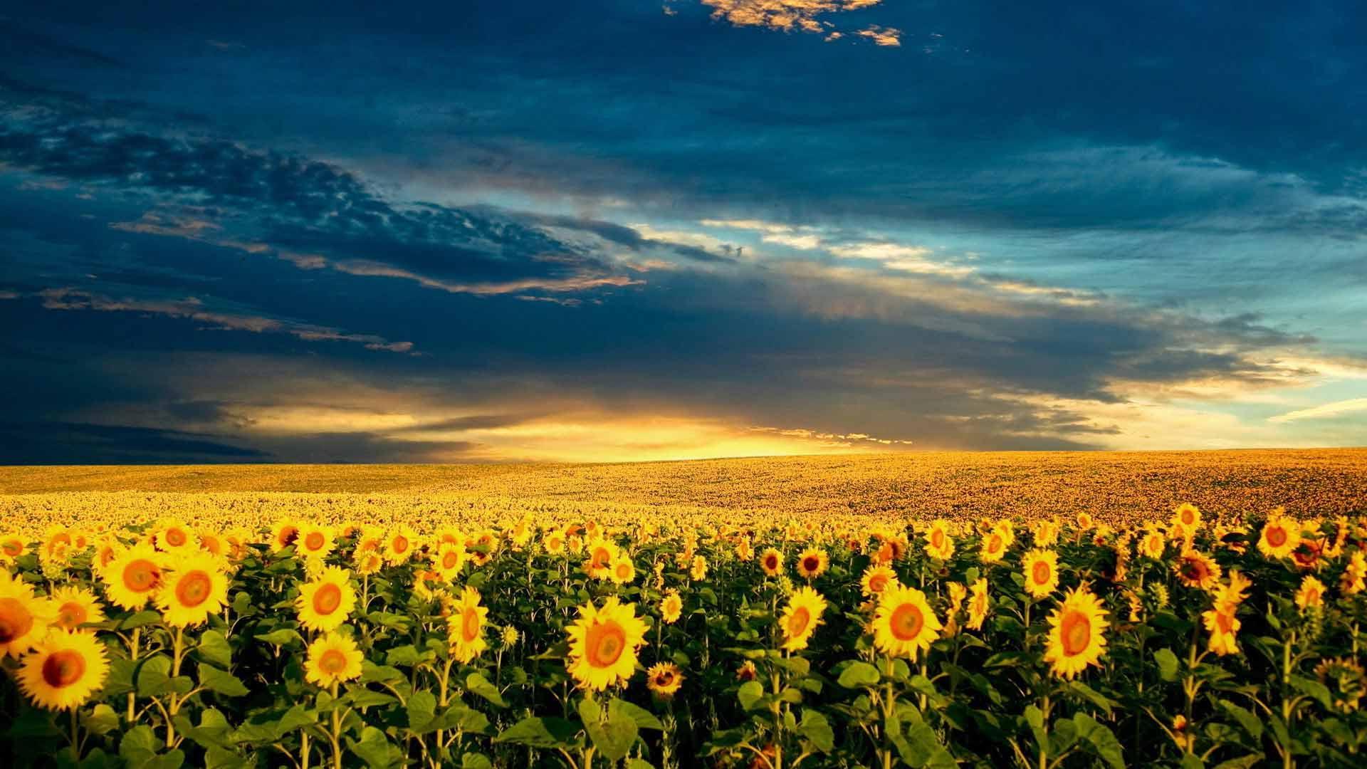 подсолнухи поле закат sunflowers field sunset бесплатно