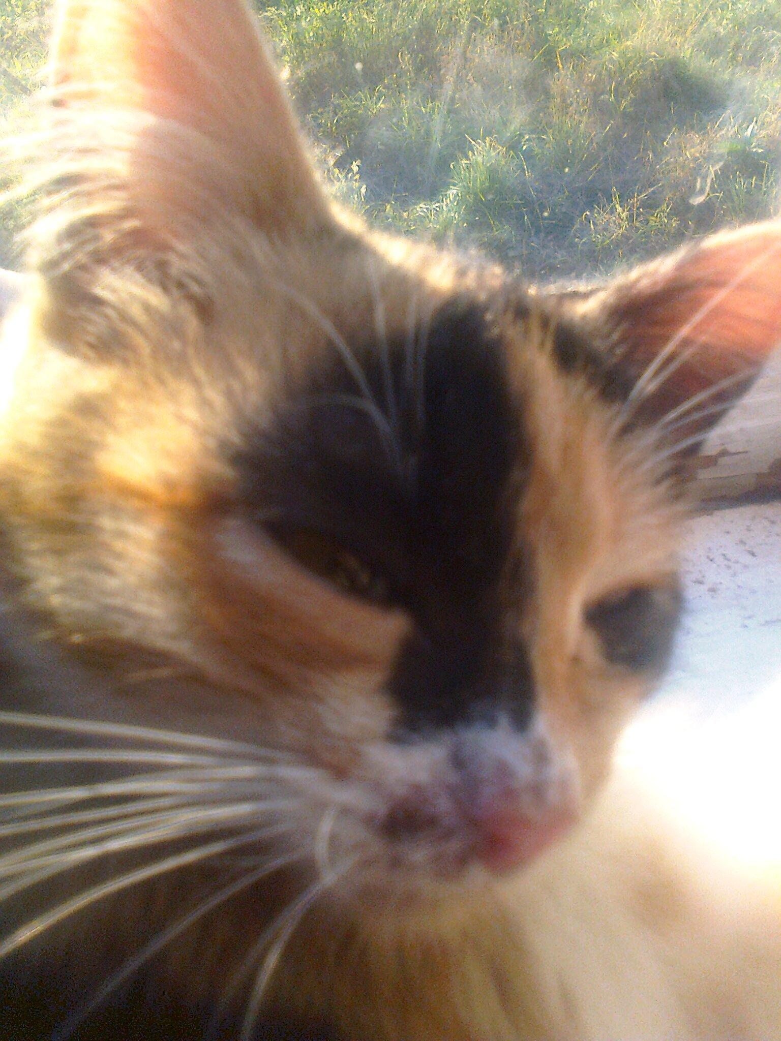 Звезда МурМур