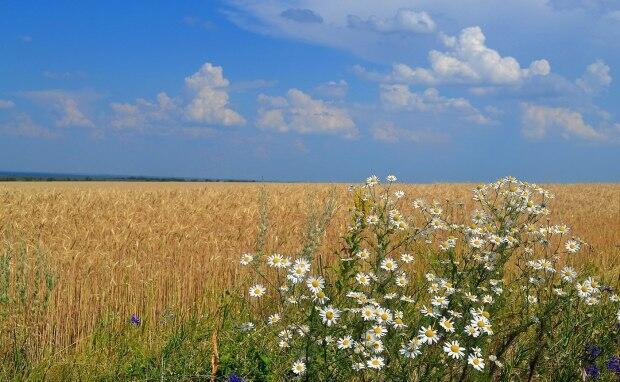 Полевая рапсодия