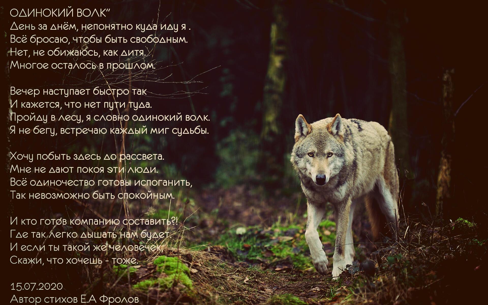 Звери очень текст. Стих про волка. Одинокие волки. Стихи про волчицу одиночку. Одинокий волк стихи.