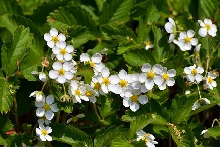 Слились в лазоревой воде