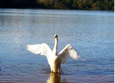 Невозможно прожить без мечты