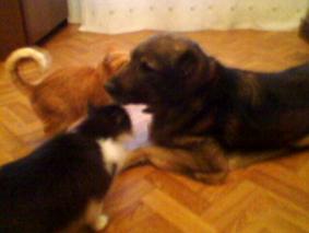 Мобильный телефон