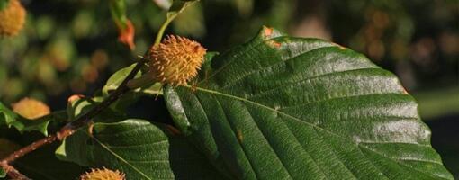 Лист бука видит ли во тьме